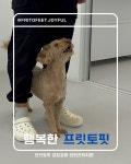 프릿토핏 긍정강화 애견유치원 안산점