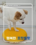 프릿토핏 긍정강화 애견유치원 안산점