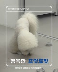 프릿토핏 긍정강화 애견유치원 안산점