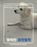 프릿토핏 긍정강화 애견유치원 안산점