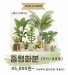 꽃;다방과일애꽃피움 | 피움플라워 꽃피움