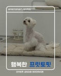 프릿토핏 긍정강화 애견유치원 안산점