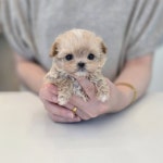 퍼피댕 강아지분양 무료분양 대전유성점