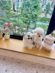 모이펫살롱