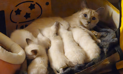 동탄고양이분양 강아지분양 도레미캣 프리미엄