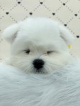 데려오개