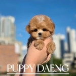 퍼피댕 강아지분양 무료분양 대전유성점