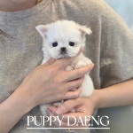 퍼피댕 강아지분양 무료분양 대전유성점