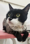 캣블링