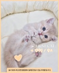 창원고양이분양 퍼스트캣 창원점