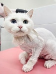 캣블링