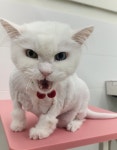 캣블링