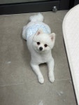댕스라지