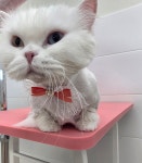 캣블링