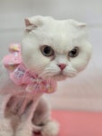 캣블링