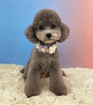 몽블리 펫샵