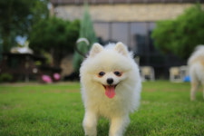 저스트도그 반곡점