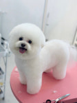 까까삐까