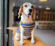 풀하베스트코리아