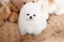 강아지고양이컴투펫 원주점