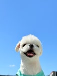 다녀올개