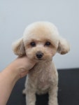 오순독순