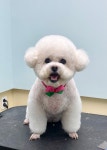 강아지 미용실 왈로하그루밍