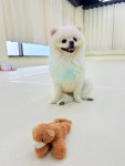 다녀올개