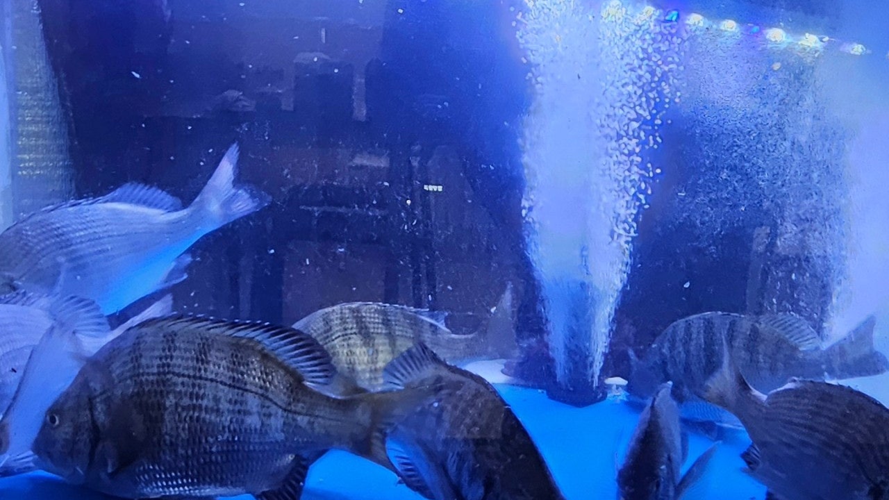 바다한입