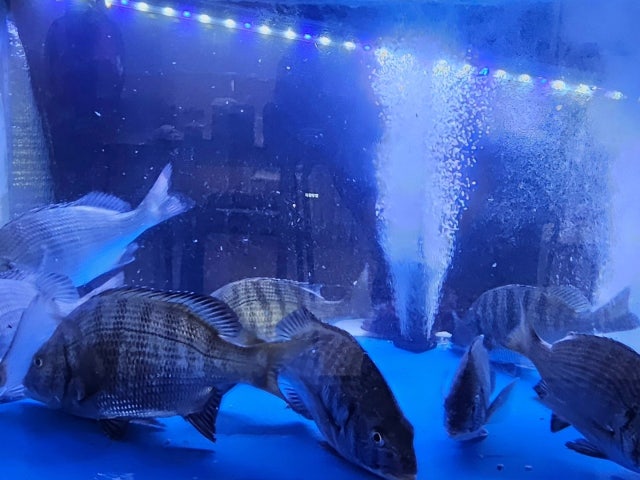 바다한입