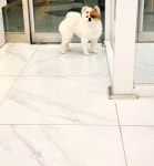 발바리 BALBARI 애견미용실