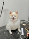캉스펫 애견미용 부천점