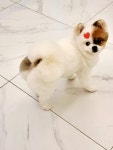 발바리 BALBARI 애견미용실