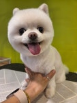 단아한펫
