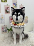 동글개