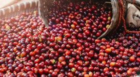 HK커피로스터스 시즌2