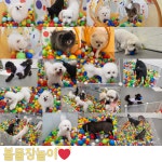 댕스미스 애견유치원