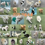 댕스미스 애견유치원