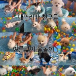 댕스미스 애견유치원