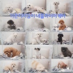 댕스미스 애견유치원