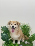 크루멍