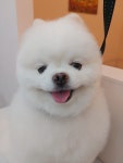 유별난 가위