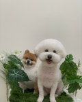 크루멍