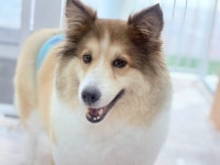 반려동물미용실 포송