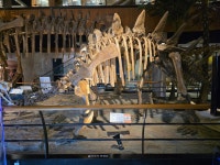 안면도 쥬라기 박물관