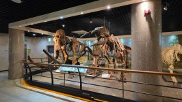 안면도 쥬라기 박물관