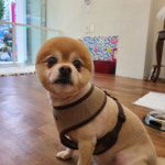 몽까듀
