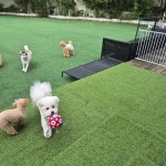 봉봉멍스쿨 애견유치원 애견호텔 애견미용