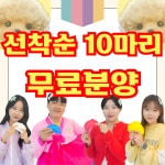 대구강아지분양 테디럽