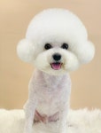 미코그루밍